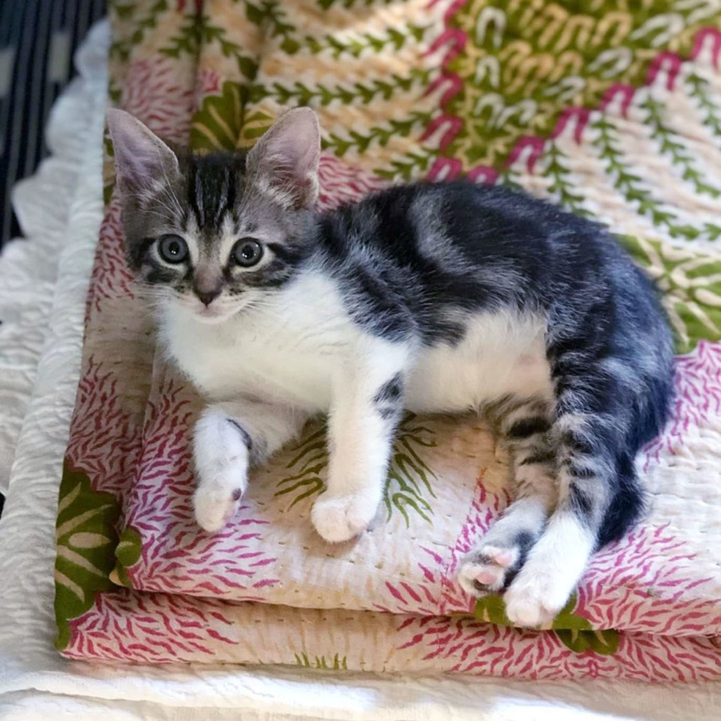 Adopt a Pet | Hansel